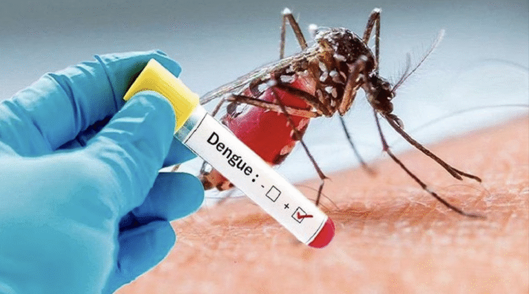 Dengue , mosquito